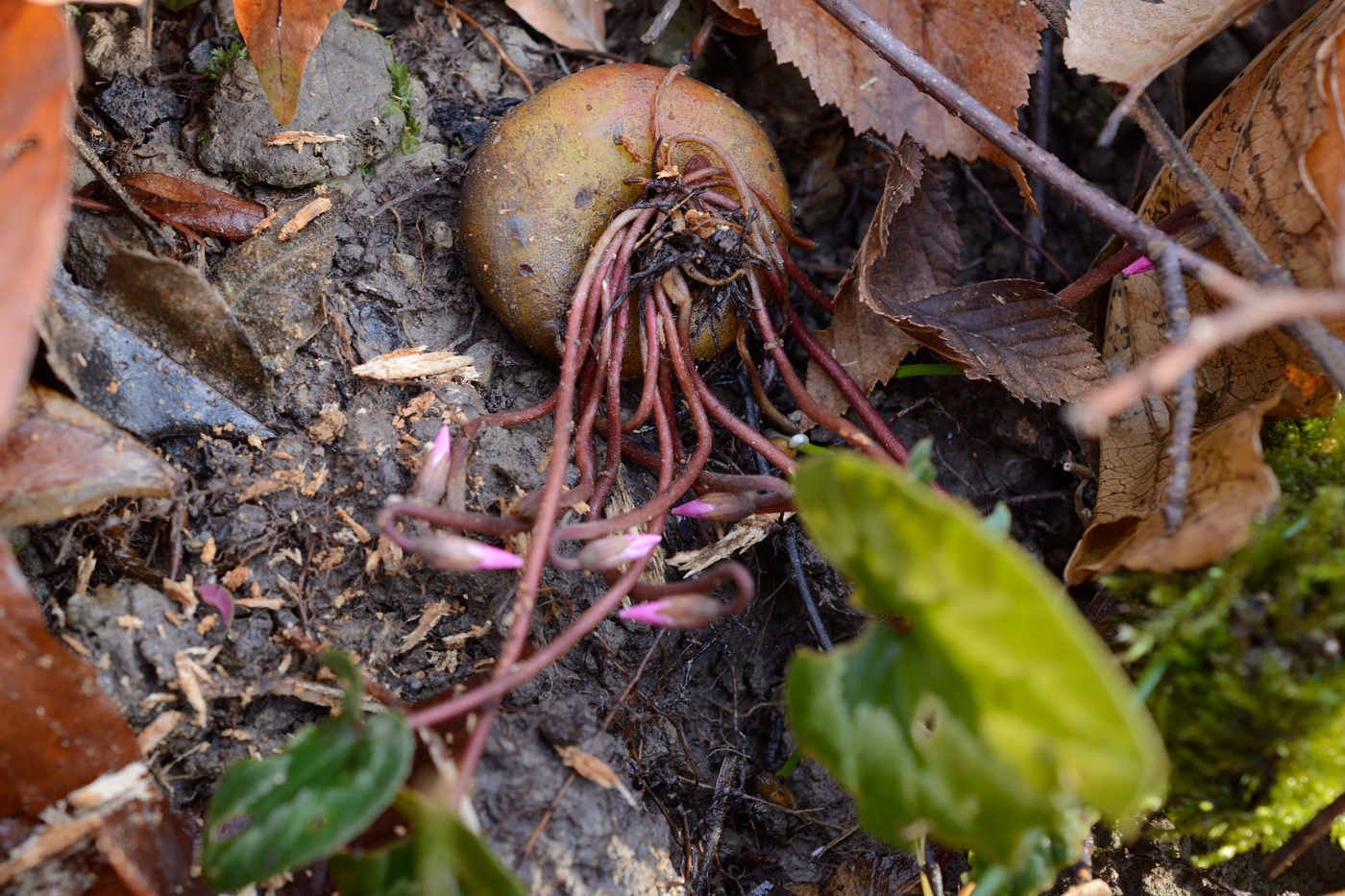 Image of Cyclamen coum specimen.