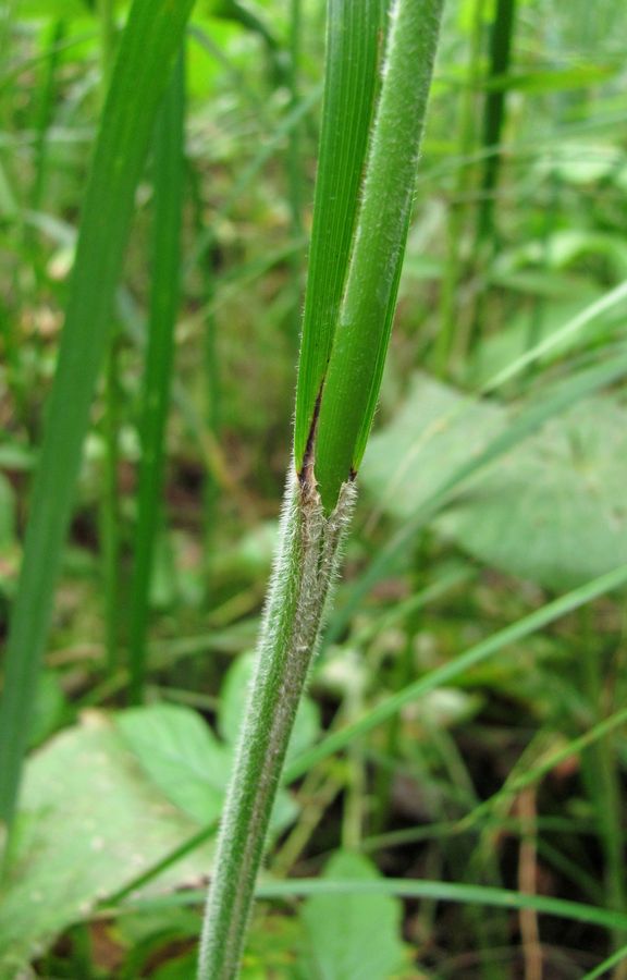 Image of Carex atherodes specimen.