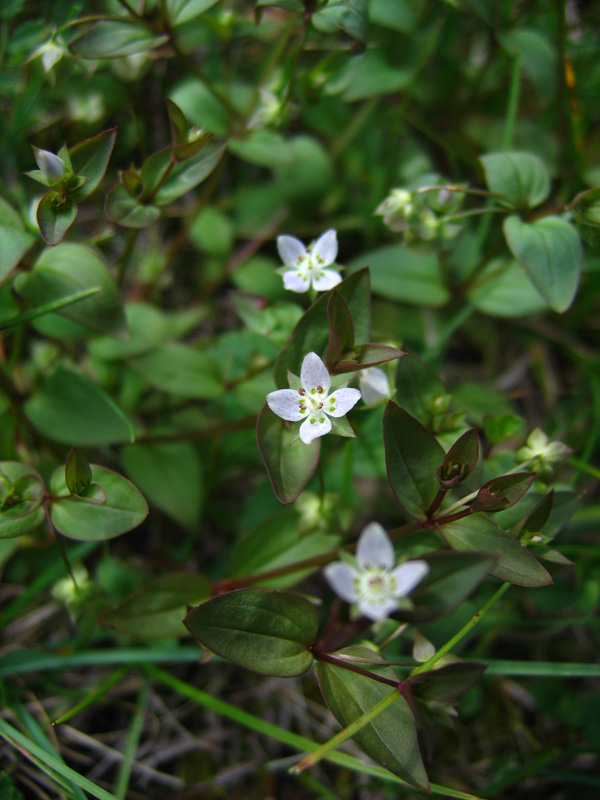 Изображение особи Anagallidium dichotomum.