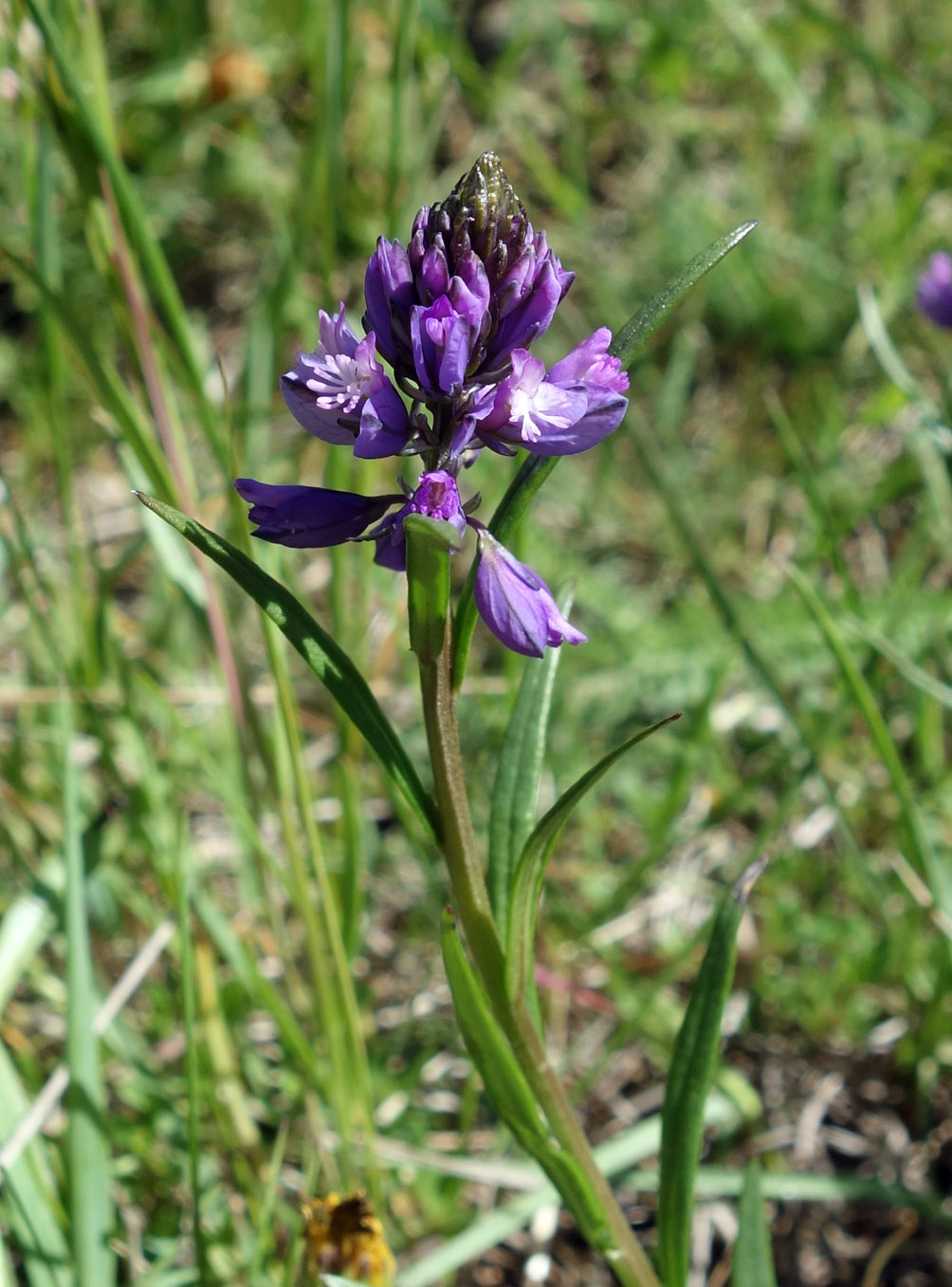 Изображение особи Polygala hybrida.