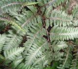 Athyrium niponicum. Вайи (культивар). Тверская обл., г. Тверь, Заволжский р-н, ботанический сад ТвГУ, в культуре. 2 июня 2019 г.