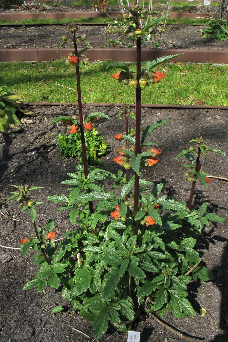 Изображение особи Scrophularia sambucifolia.