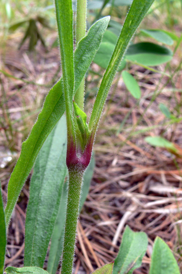 Image of Silene nutans specimen.