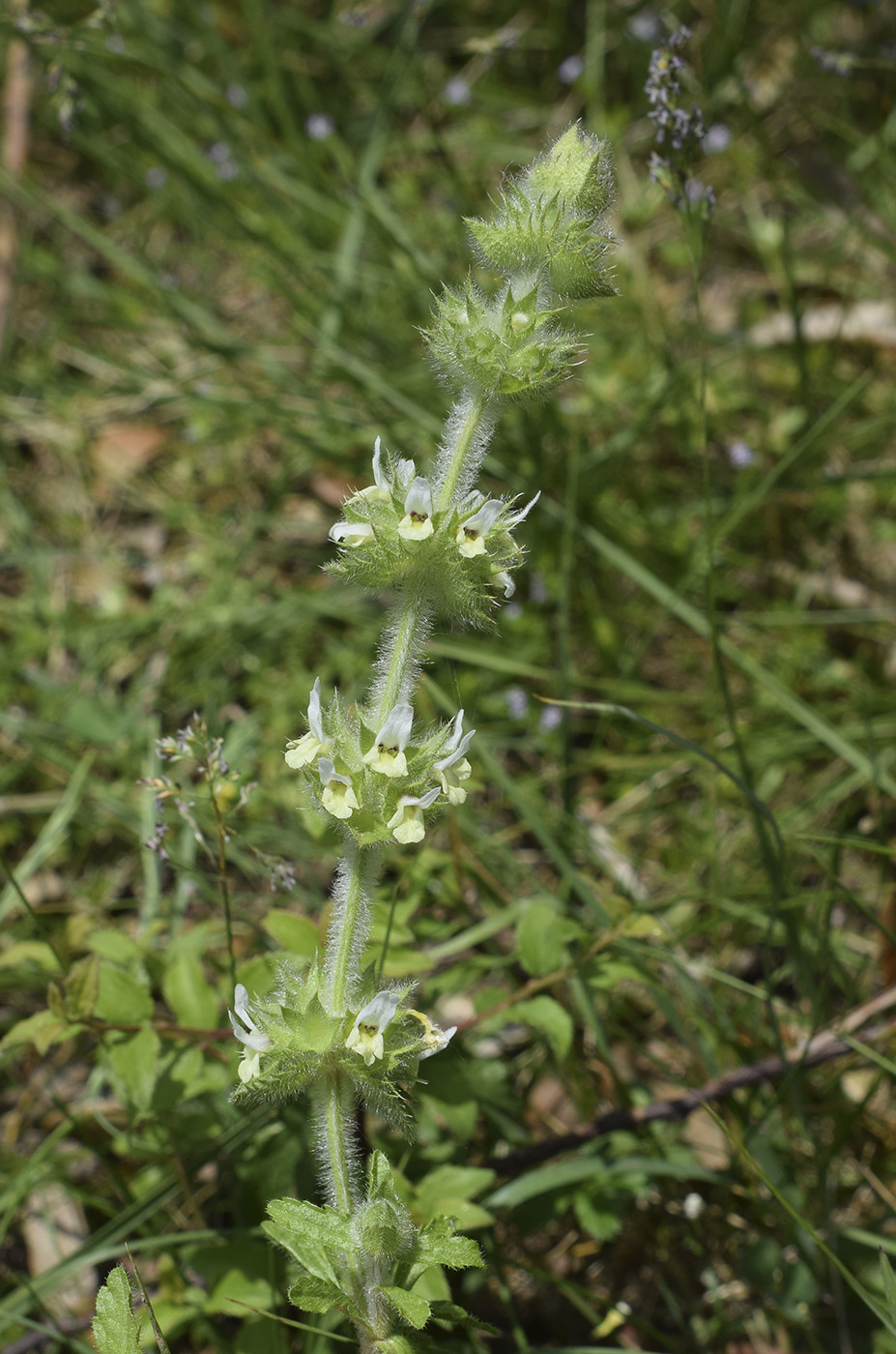 Image of Sideritis hirsuta specimen.