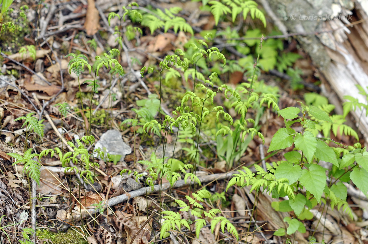 Image of Gymnocarpium dryopteris specimen.