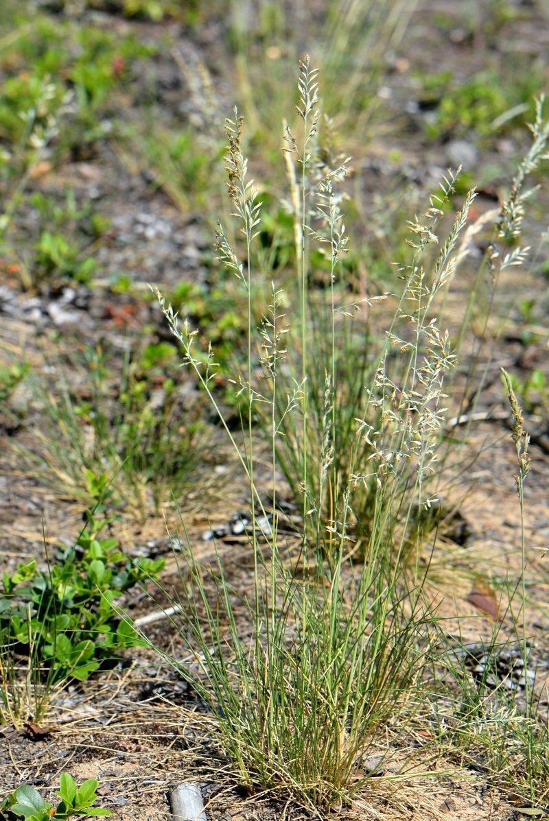 Image of genus Festuca specimen.