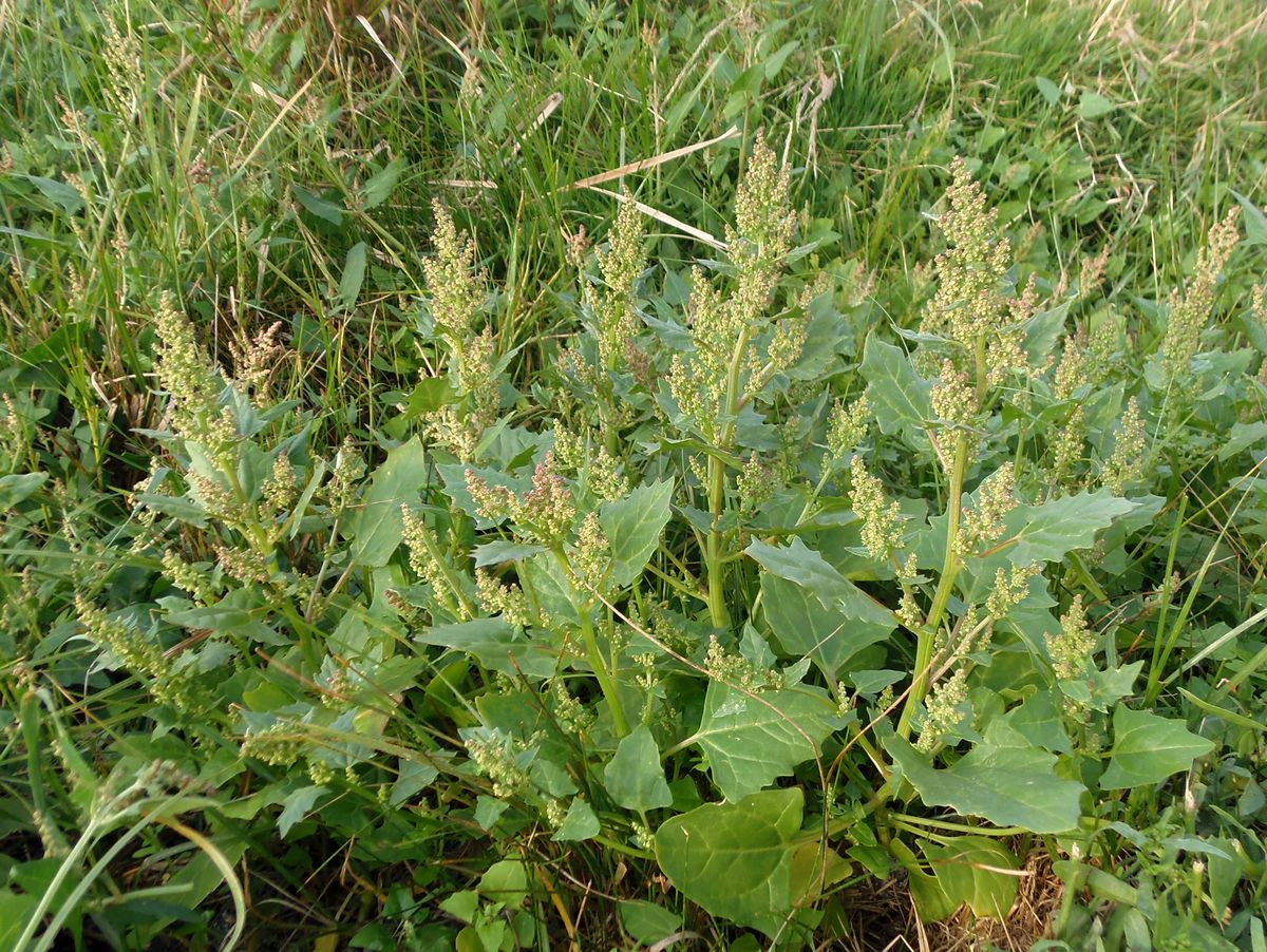 Image of Oxybasis chenopodioides specimen.