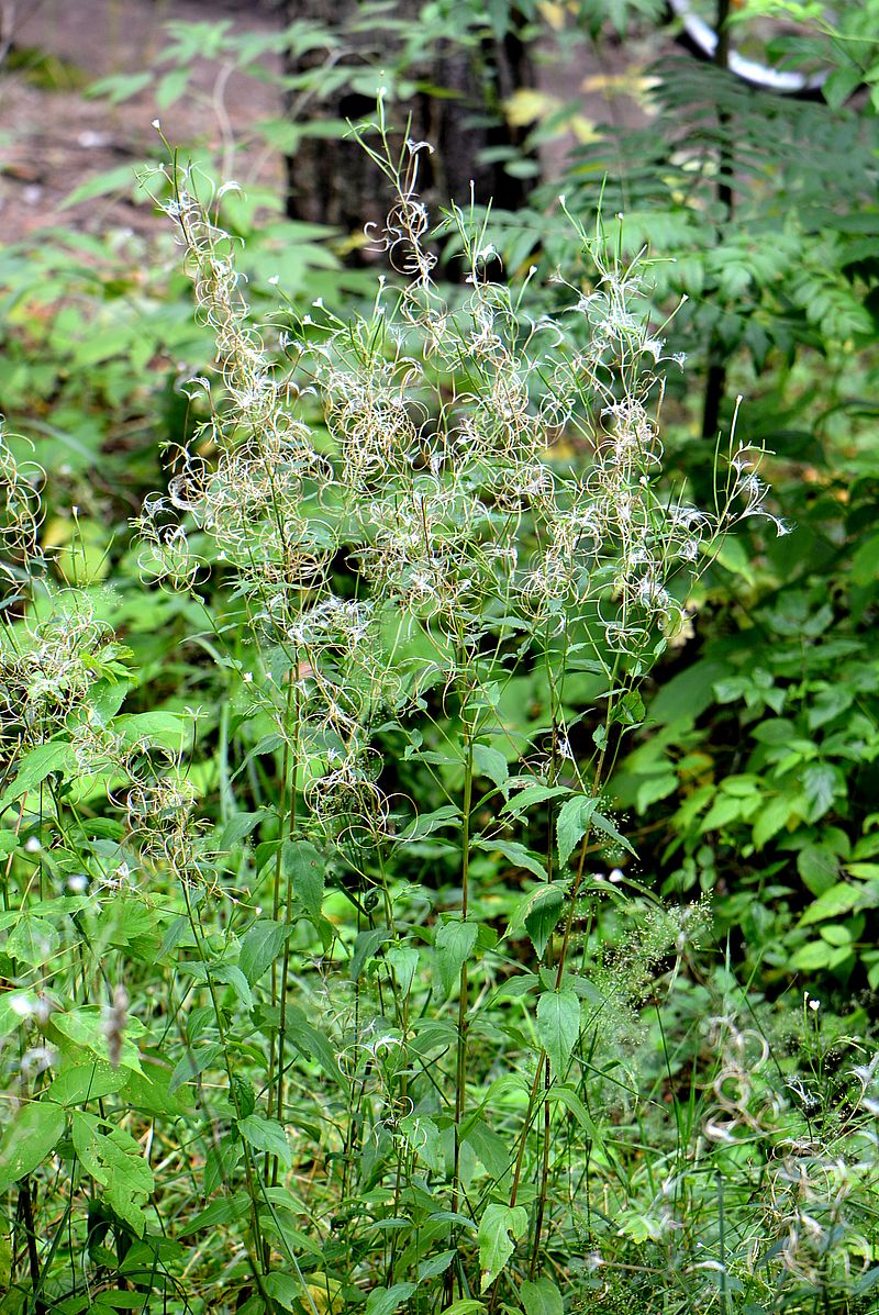 Image of Epilobium montanum specimen.