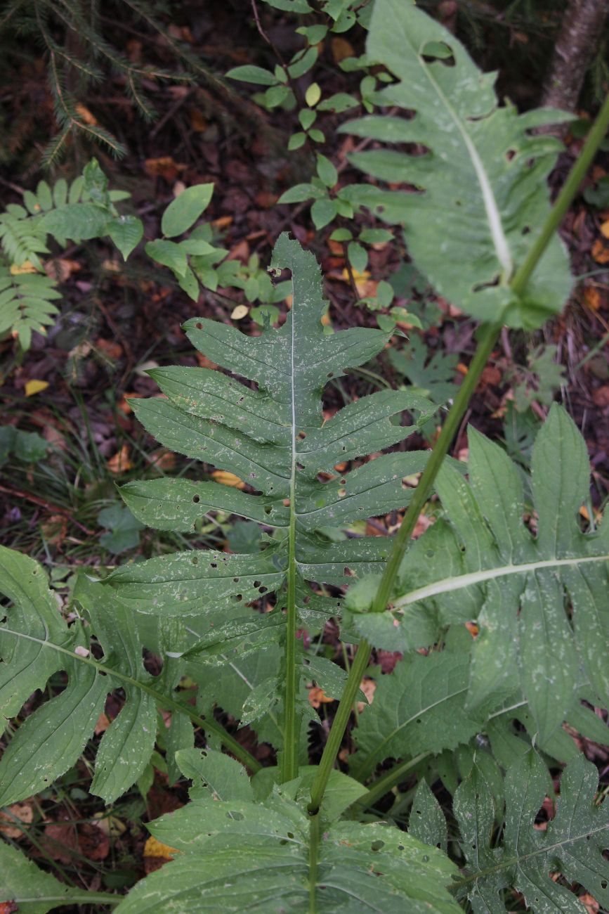 Изображение особи Cirsium oleraceum.