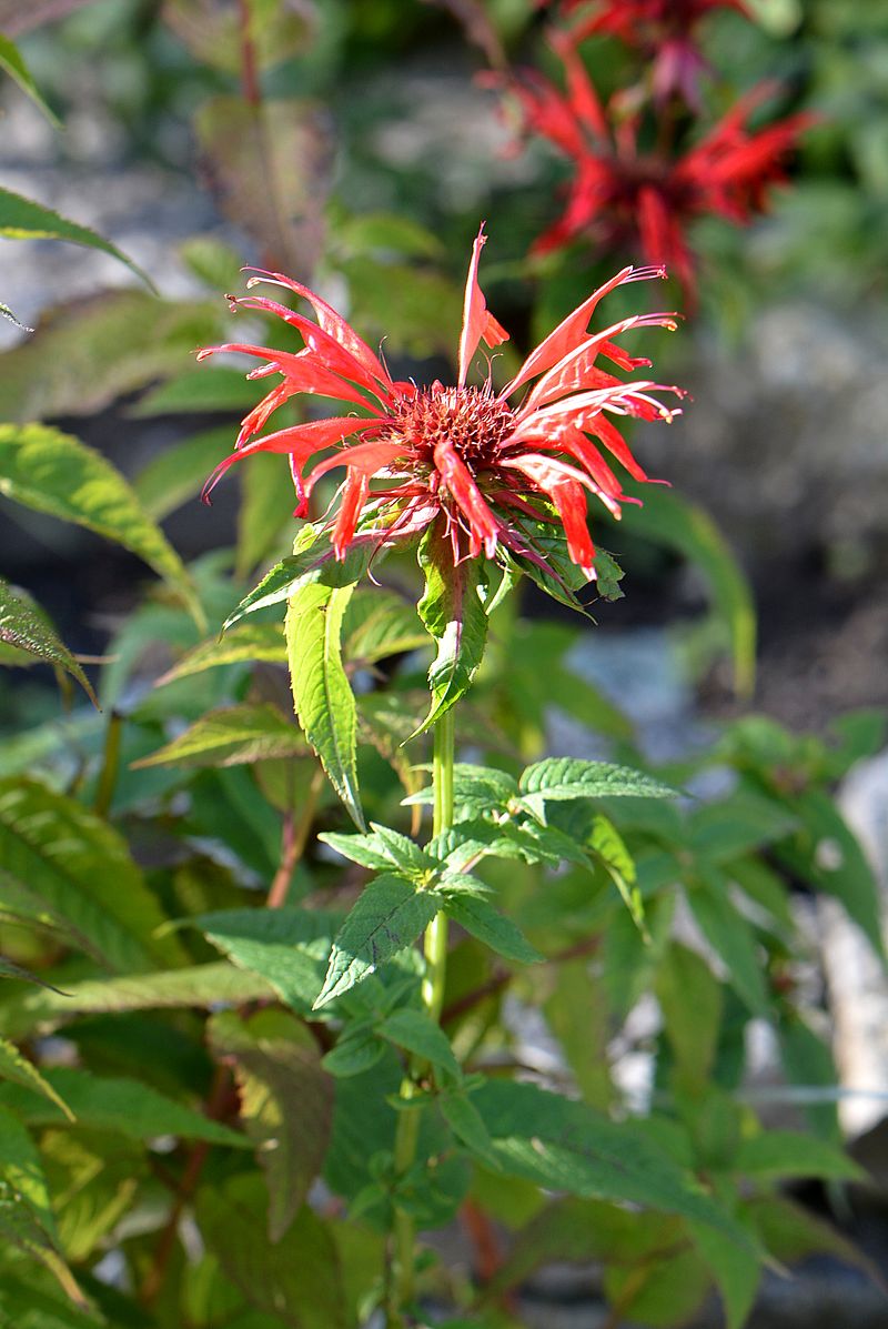 Image of Monarda didyma specimen.