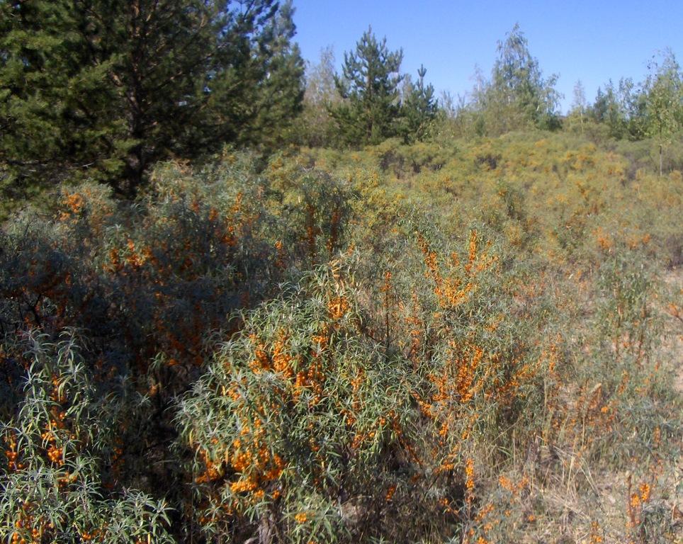 Image of Hippophae rhamnoides specimen.