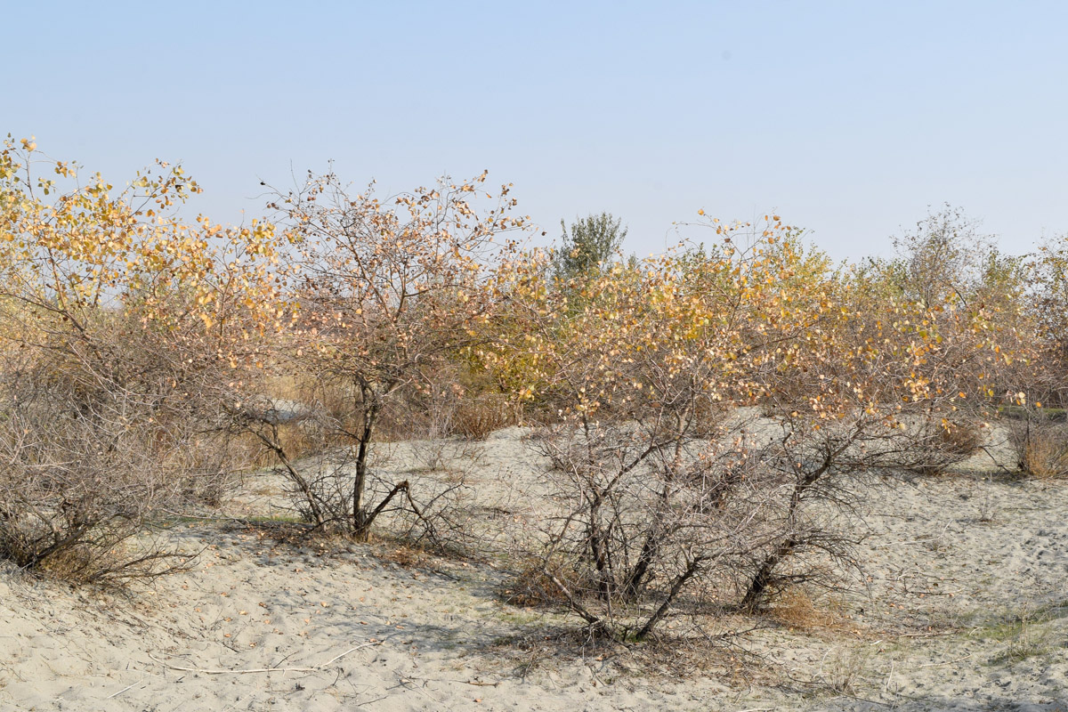 Image of Populus pruinosa specimen.