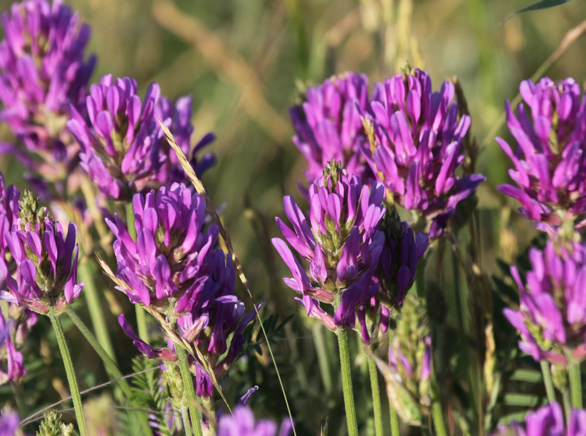 Изображение особи Astragalus onobrychis.