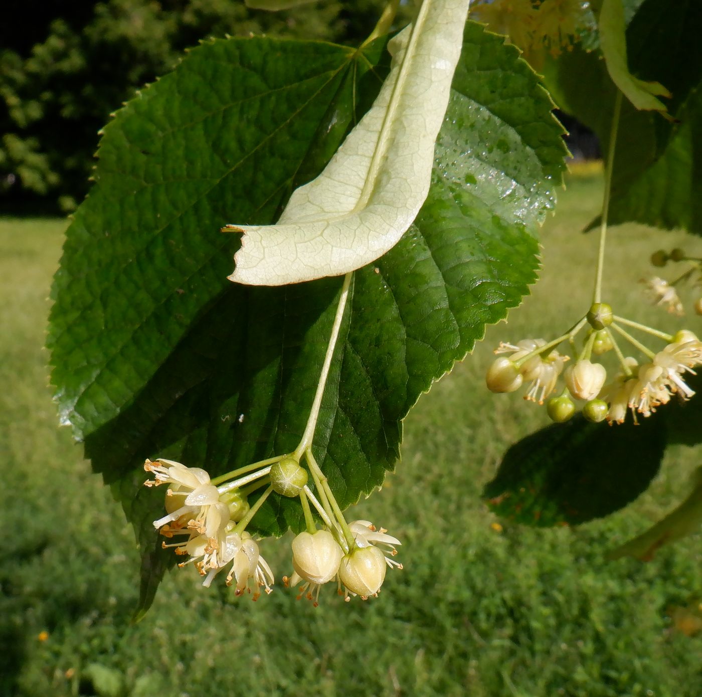 Image of genus Tilia specimen.