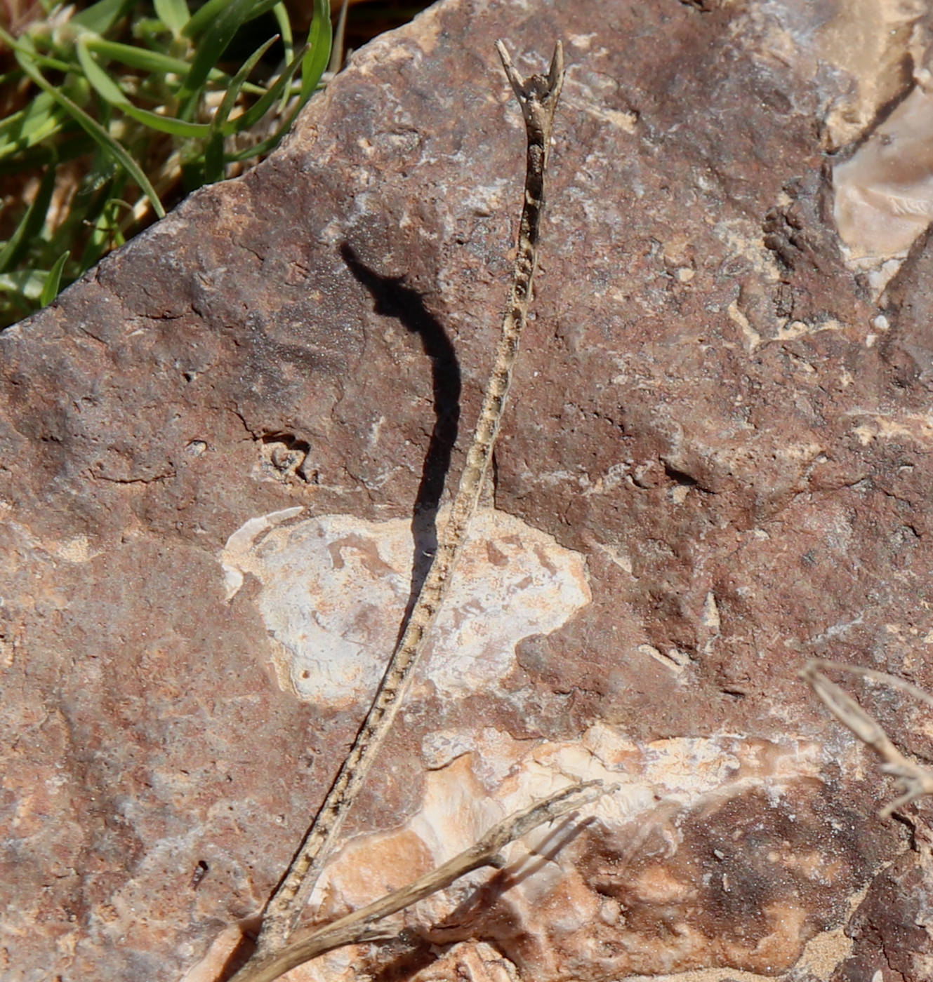 Image of Matthiola parviflora specimen.