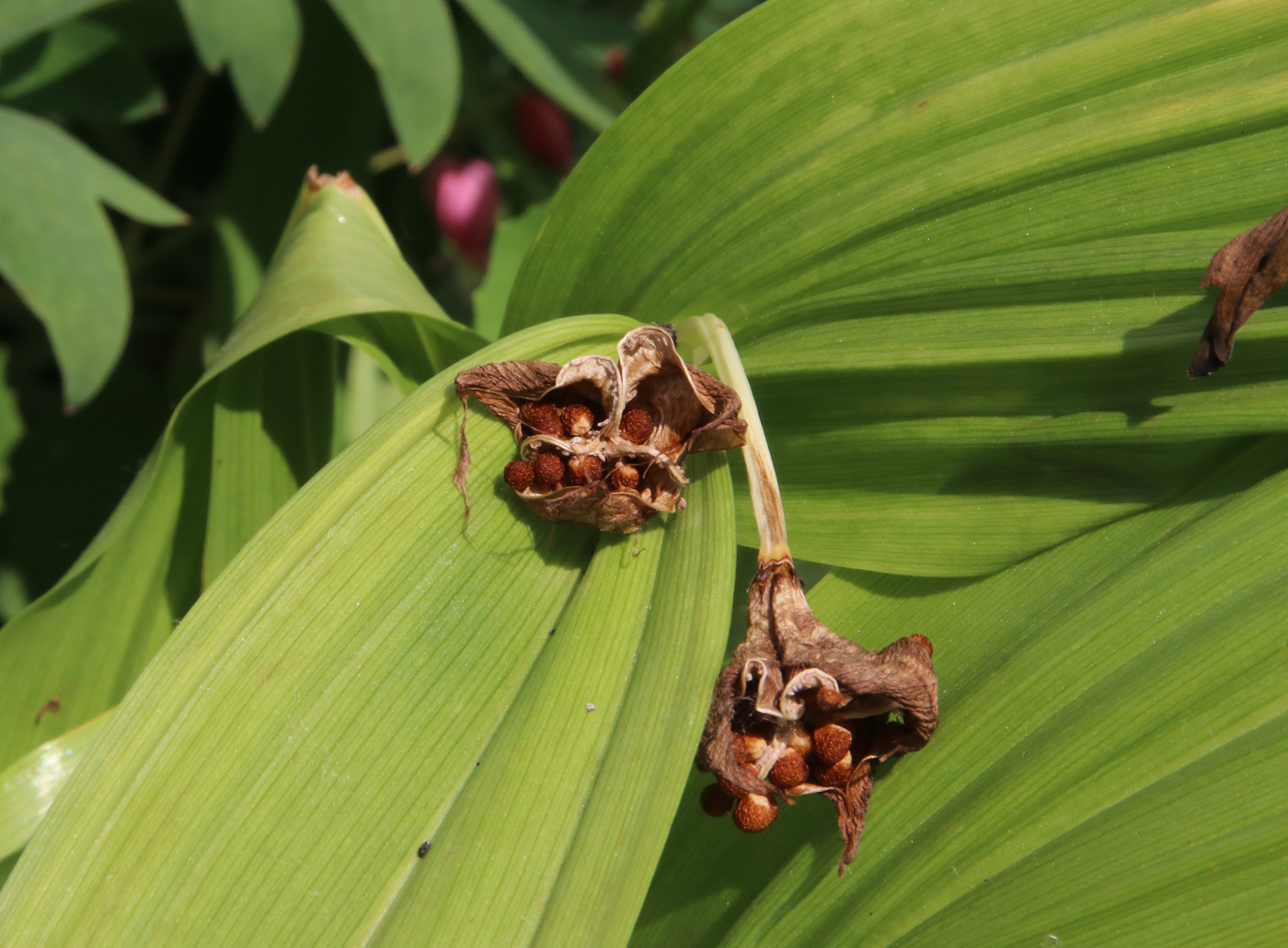 Image of Colchicum speciosum specimen.