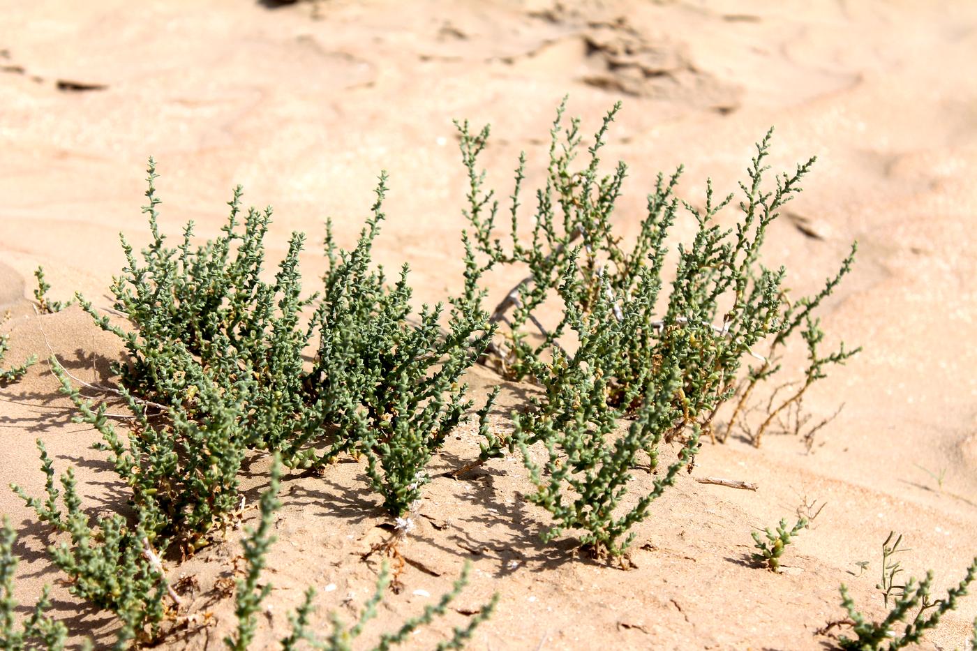 Image of Kalidium foliatum specimen.