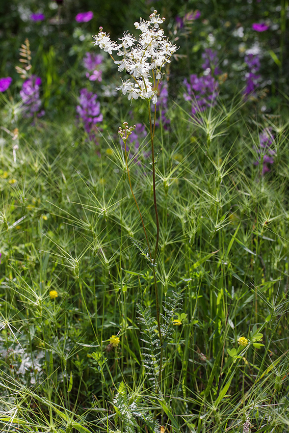 Изображение особи Filipendula vulgaris.