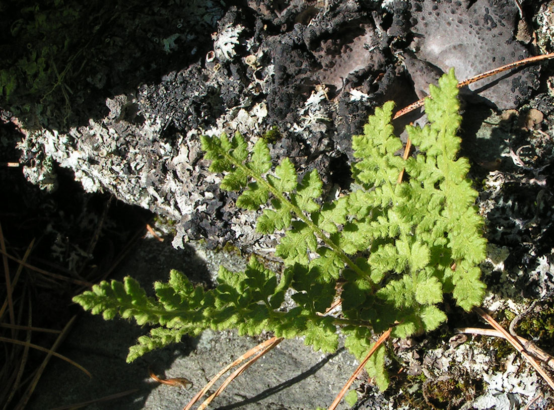 Image of Woodsia ilvensis specimen.