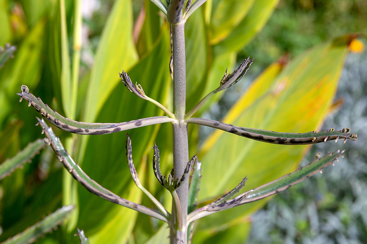 Image of Kalanchoe &times; houghtonii specimen.