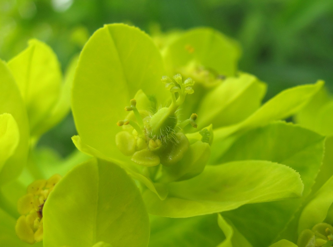 Image of Euphorbia procera specimen.