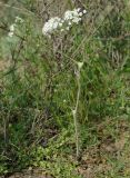Lepidium vesicarium. Цветущее растение. Азербайджан, Таузский р-н, овраги в долине р. Таузчай. 17.04.2010.