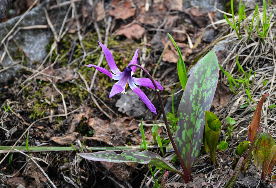 Image of Erythronium sibiricum specimen.