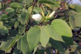 genus Bauhinia. Ветка с цветками и листьями. Непал, провинция Лумбини-Прадеш, р-н Рупандехи, г. Лумбини. 22.11.2017.