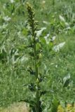 Verbascum pyramidatum