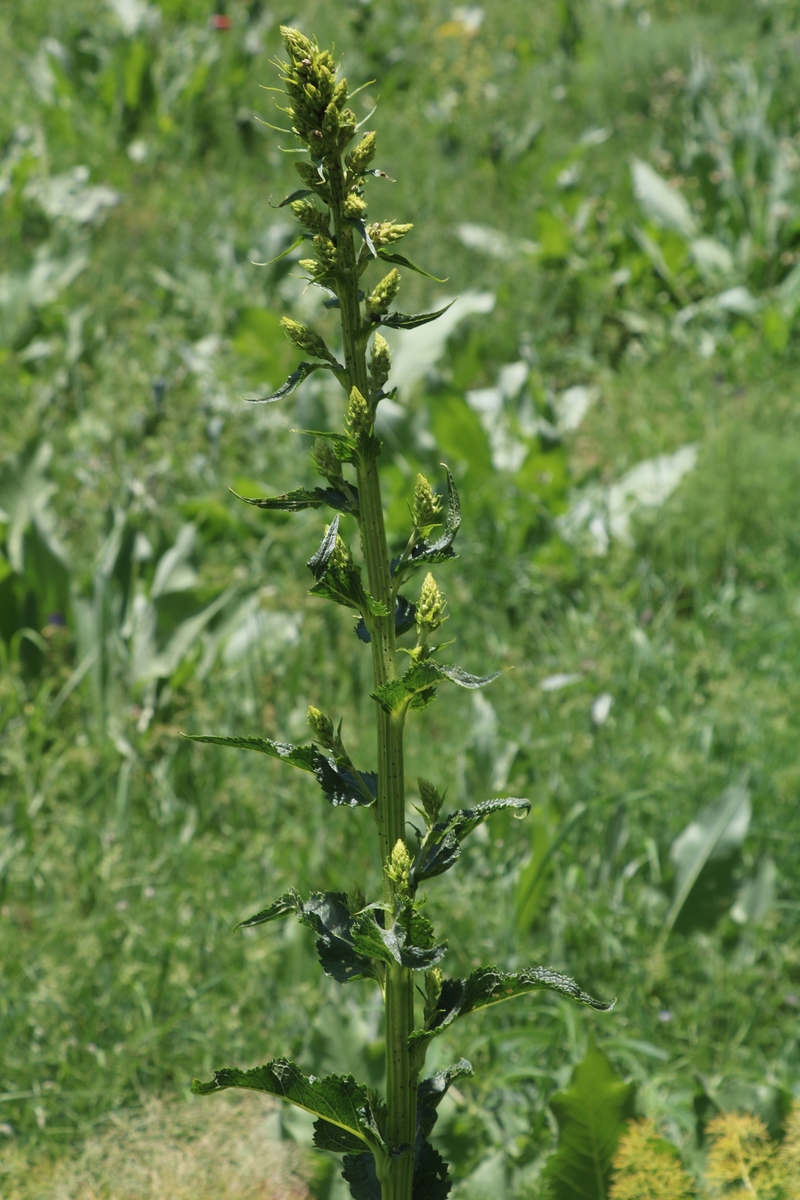 Изображение особи Verbascum pyramidatum.