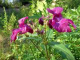 Impatiens glandulifera