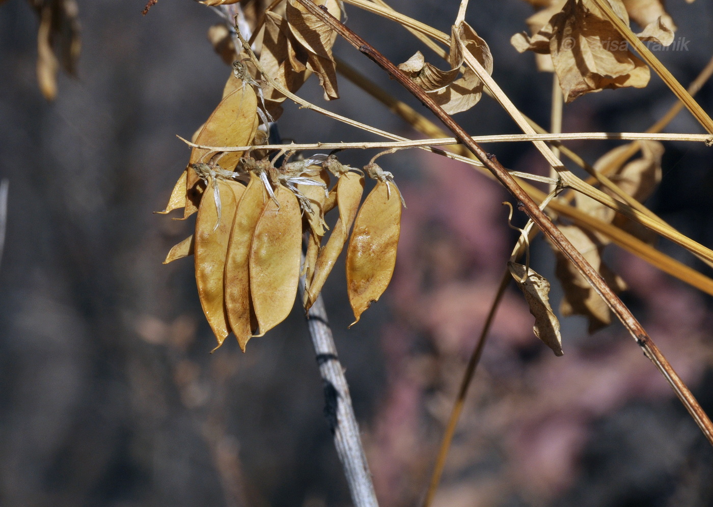 Image of Vicia amurensis specimen.