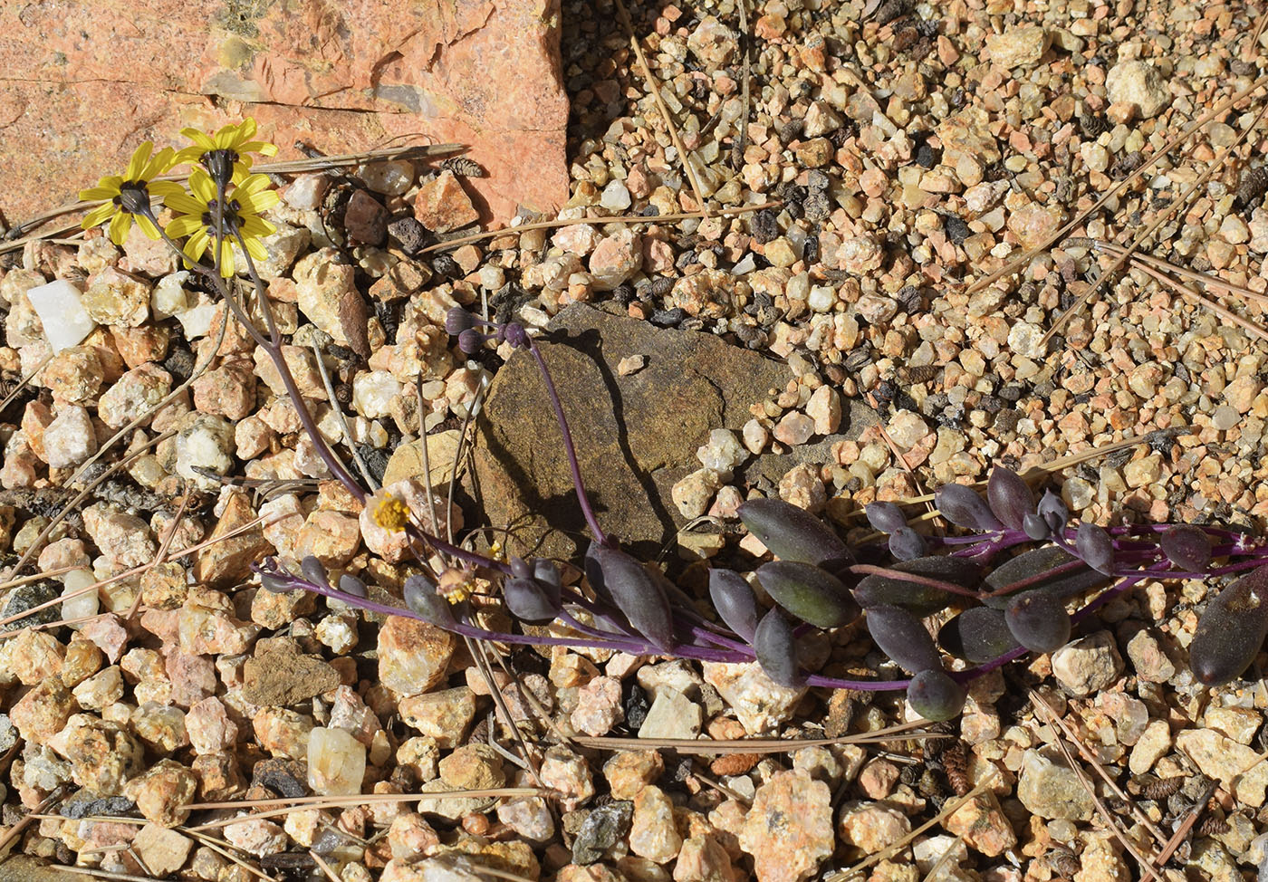 Image of genus Crassothonna specimen.