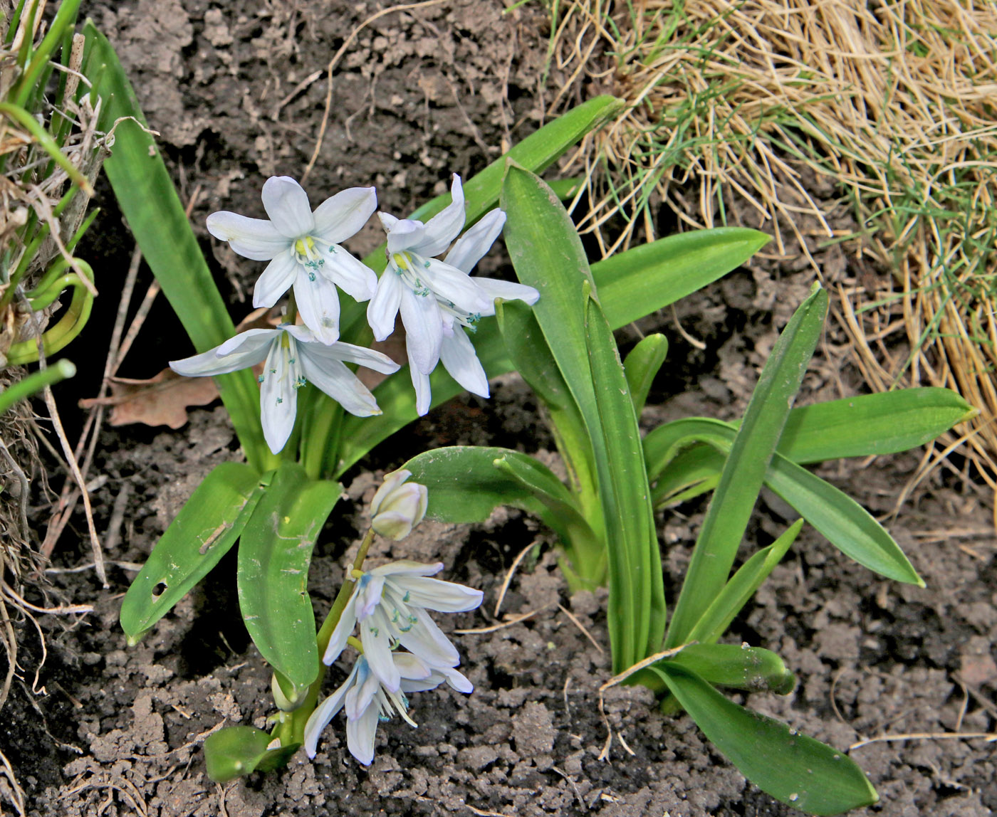 Изображение особи Scilla mischtschenkoana.