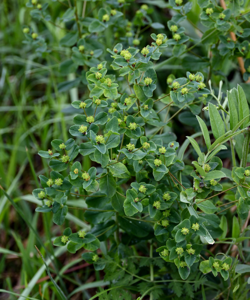 Image of Euphorbia jenisseiensis specimen.