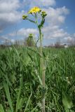 Senecio vernalis. Верхняя часть зацветающего растения. Луганская народная республика, г. Луганск, окр. пос. Вергунский Разъезд, пологий склон долины Северского Донца. 24.04.2023.