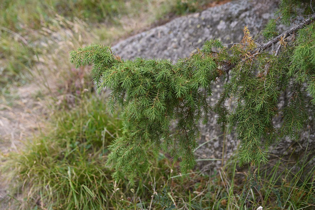 Изображение особи Juniperus oblonga.