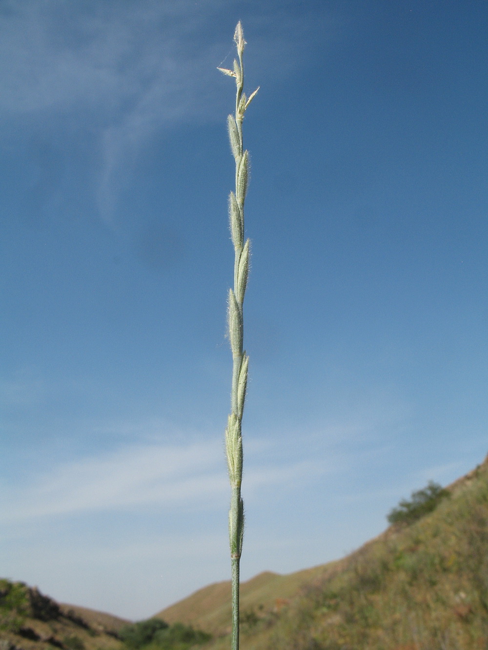 Image of Elytrigia trichophora specimen.