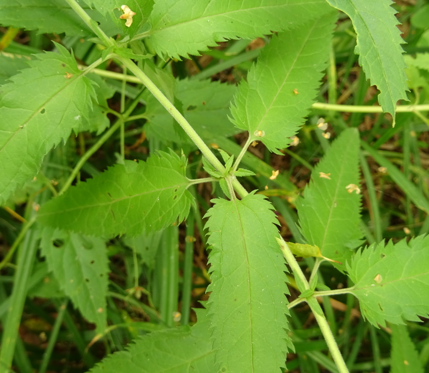 Image of Veronica longifolia specimen.