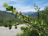 Betula rotundifolia