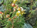 Farinopsis salesoviana