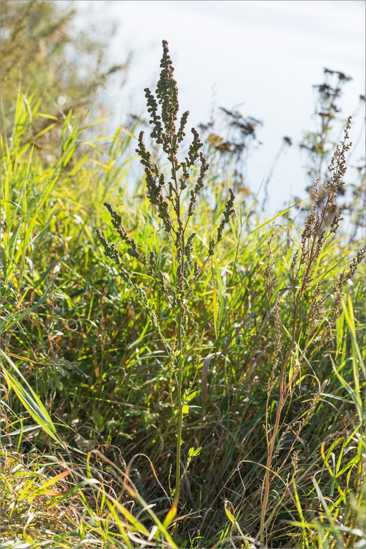 Image of genus Chenopodium specimen.