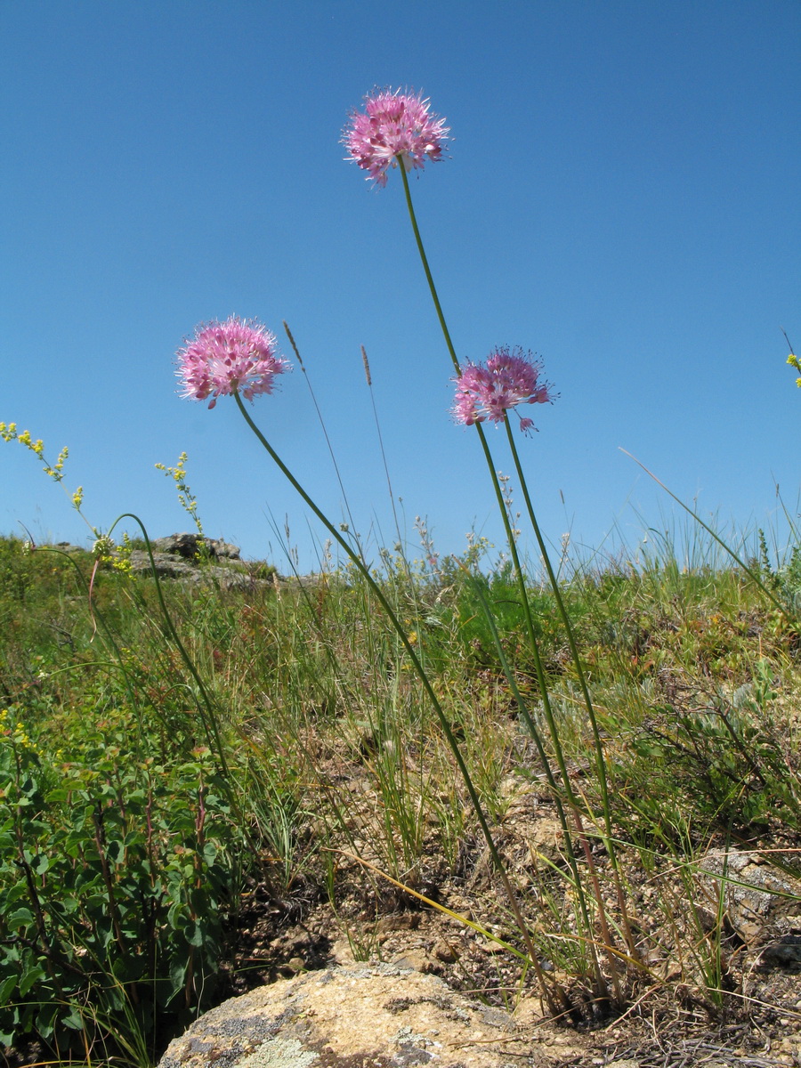 Изображение особи Allium caricifolium.