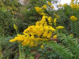 Solidago canadensis