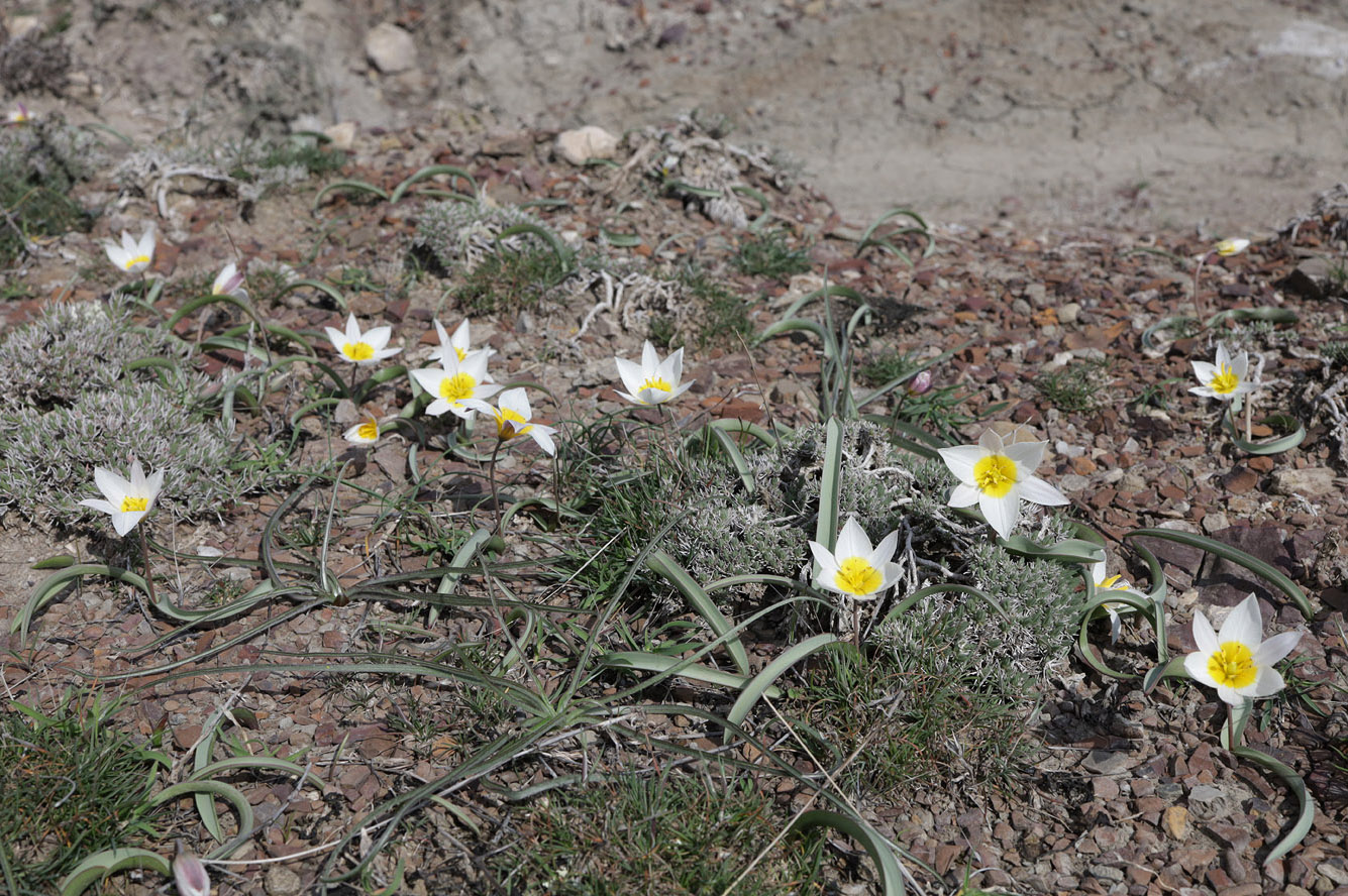 Изображение особи Tulipa biflora.