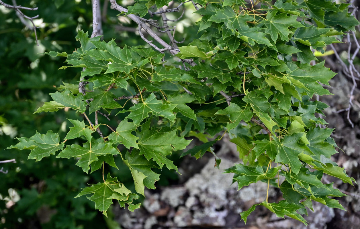 Изображение особи Acer platanoides.