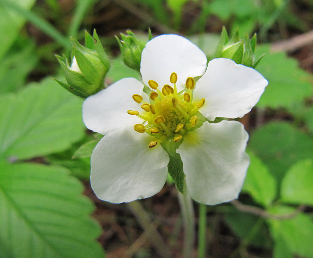 Image of Fragaria vesca specimen.