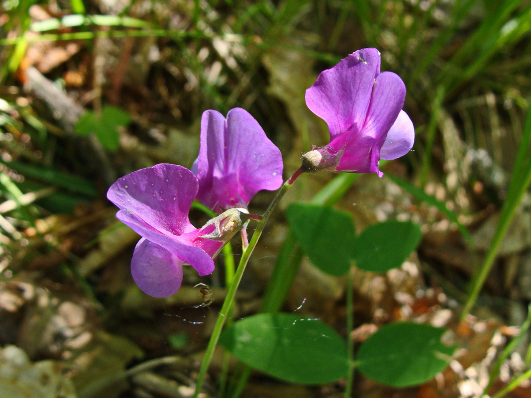 Image of Lathyrus humilis specimen.