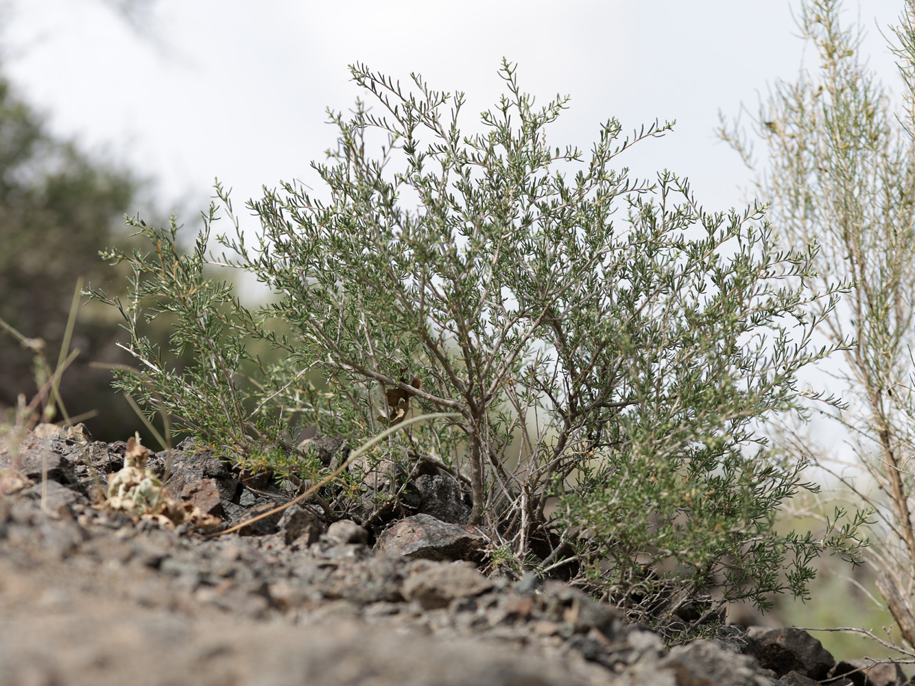 Изображение особи Salsola arbusculiformis.