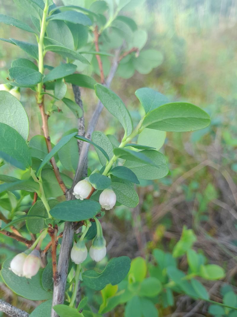 Image of Vaccinium uliginosum specimen.